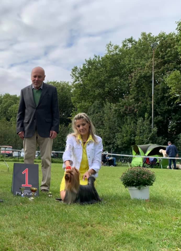 CAPPUCCINO`S CAMPARIS FRENCH KISS &mdash; Labaza DogPedigree YorkshireTerrier